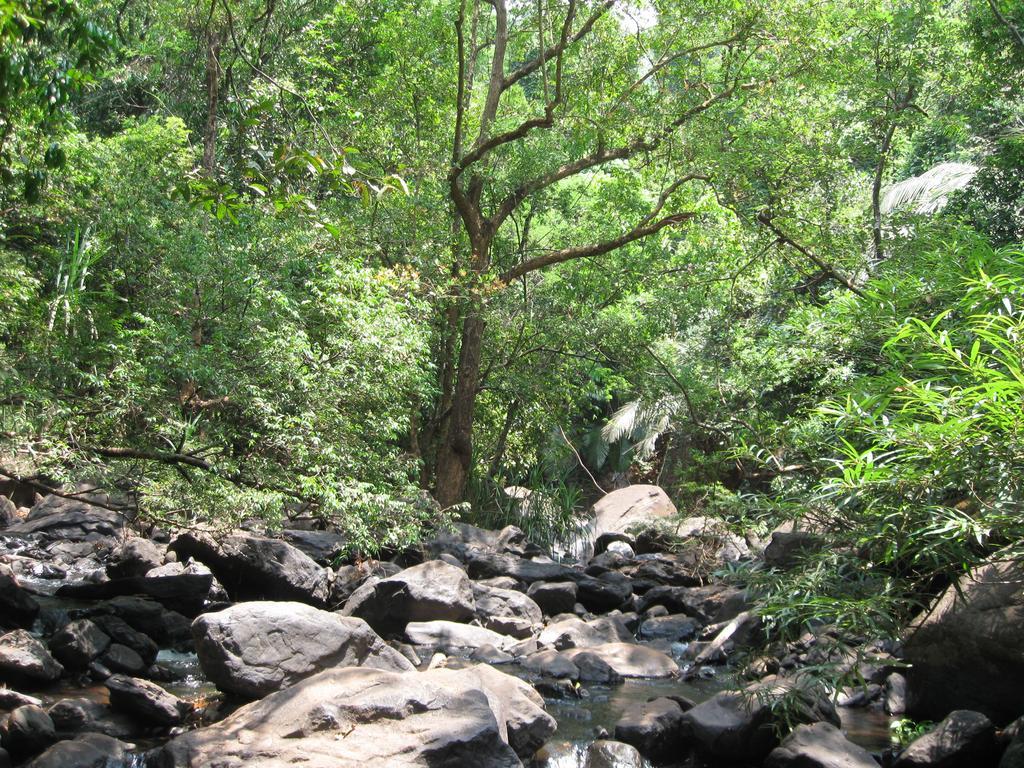 Dudhsagar Plantation Villa Cormonem Luaran gambar