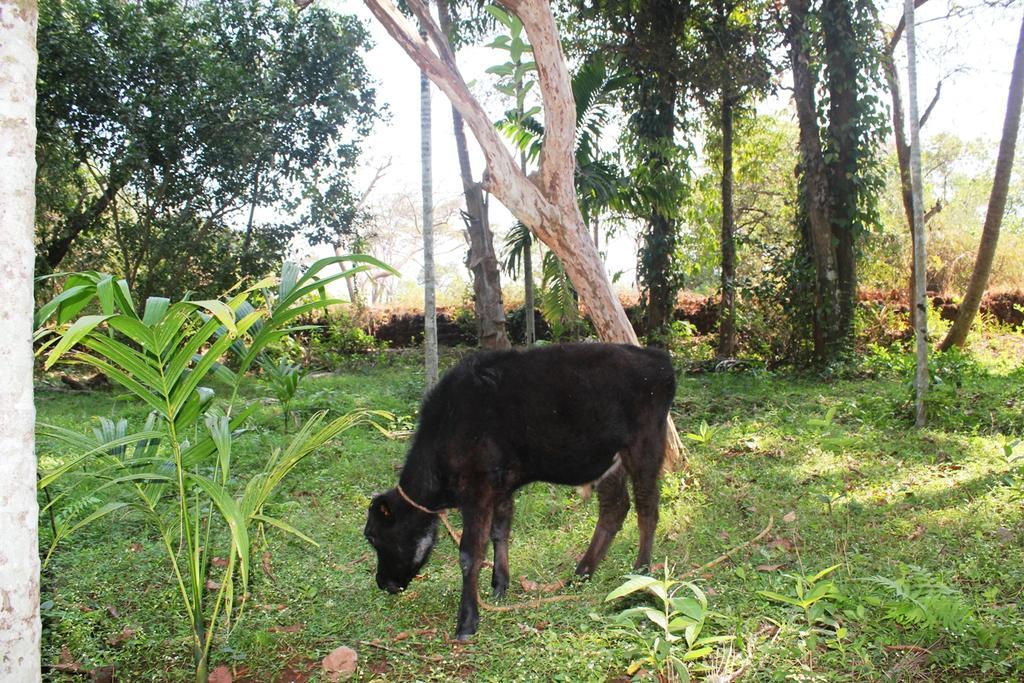 Dudhsagar Plantation Villa Cormonem Luaran gambar